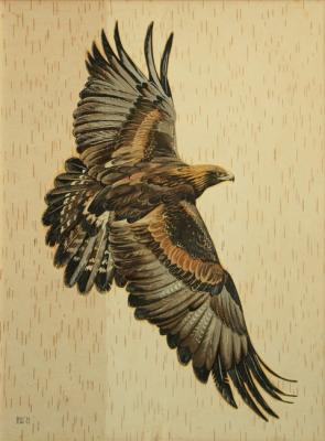 Golden eagle. Shishelov Igor
