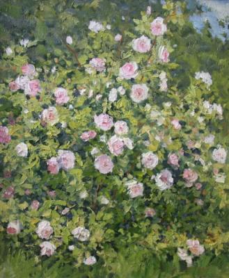 The shrub roses. Shevchuk Vasiliy