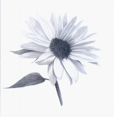 Rustamian Julia Leonidovna. Sunflowers