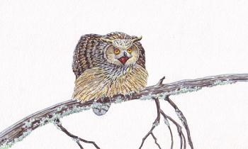 Eagle owl. Fomin Nikolay