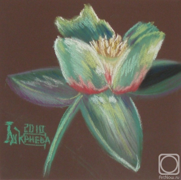 Lukaneva Larissa. Tulip Poplar's Flower