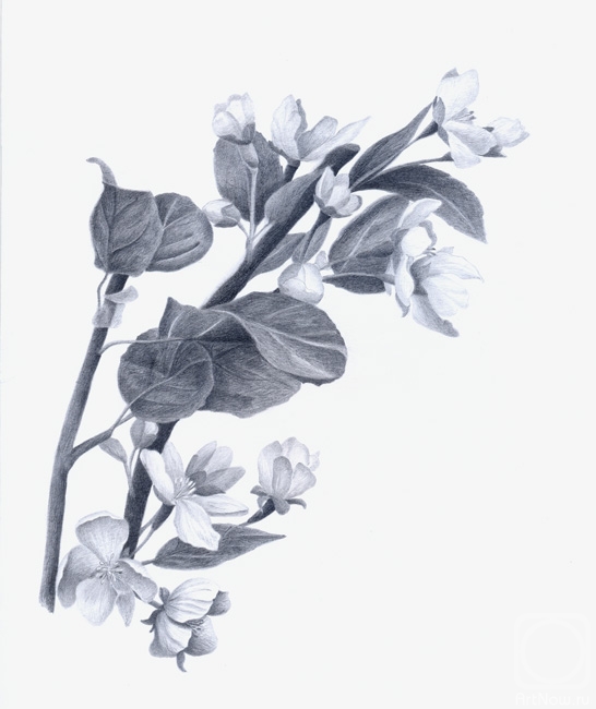 Ветка цветущей яблони» картина Рустамьян Юлии (бумага, карандаш) — купить  на ArtNow.ru