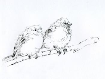 Sparrows. Tarasova Irena