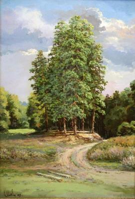 Pine trees on a hillock. Malyarchuk Stanislav
