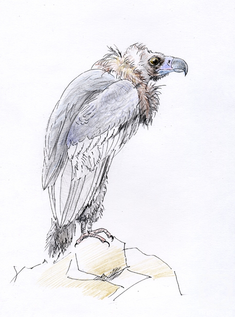 Tarasova Irena. Vulture