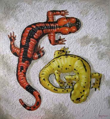 Fire salamander ( ). Krasnova Nina