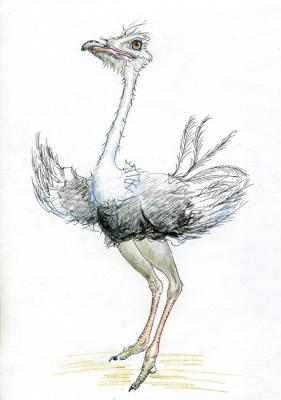 Ostrich. Tarasova Irena
