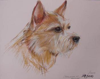 Norwich Terrier Amelie. Voronova Oksana