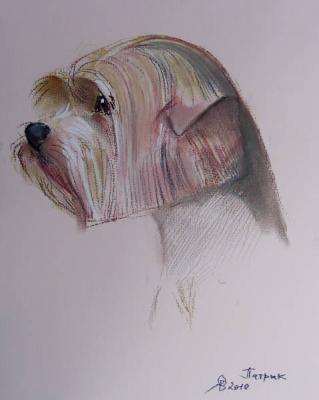 Yorkshire Terrier Patrick. Voronova Oksana