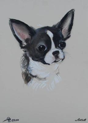 Chihuahua Lisa