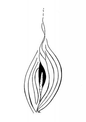 ������� ���� ���������