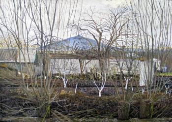 02-03.2010 y. "Bush". View on to montain Mashuk (Pyatigorsk) from street Batalinskaya 9 (Inozemtcevo). Poltavsky Aleksandr