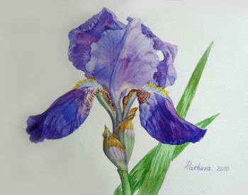 Iris. Piacheva Natalia
