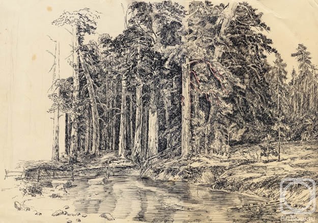 Lazarev Dmitry. Pine-tree forest. Graphics