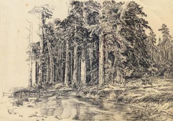 Pine-tree forest. Graphics. Lazarev Dmitry