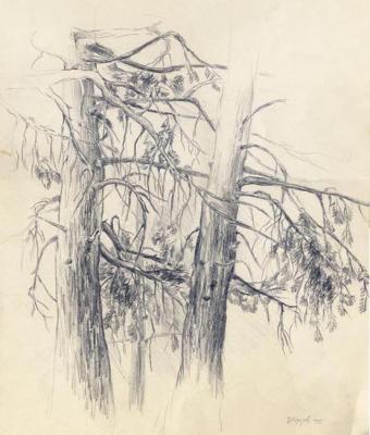 Pine-trees. The scetch