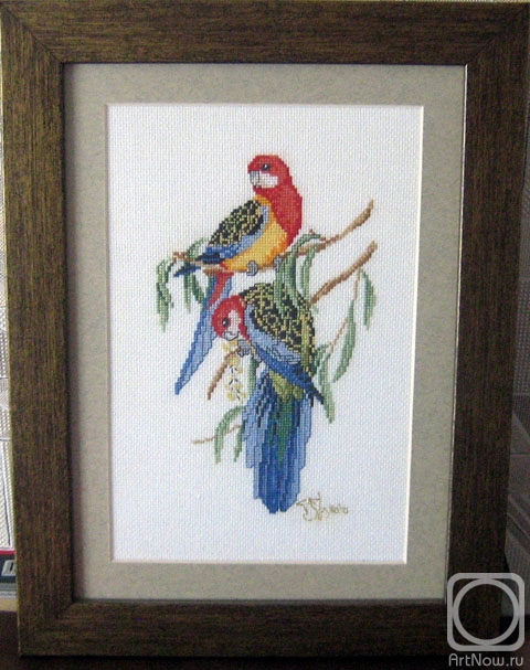 Strykava Tatsiana. Colorful parrots