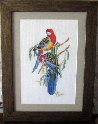 Strykava Tatsiana Vytalievna. Colorful parrots