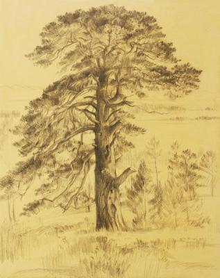Pine in Goloustnoye