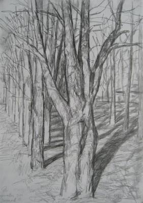 Trees. Pomelov Fedor