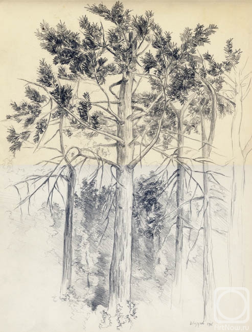 Lazarev Dmitry. Pine-tree. The scetch