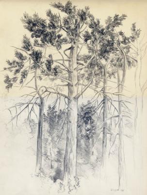 Pine-tree. The scetch