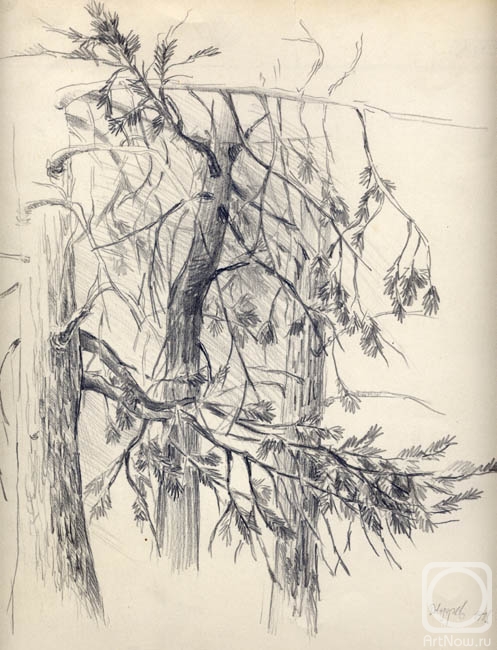 Lazarev Dmitry. Pine-trees. The scetch