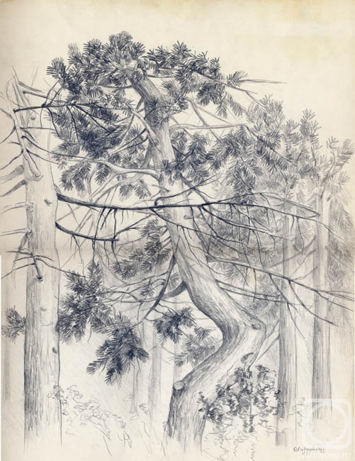 Lazarev Dmitry. Curved pine-tree