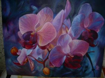 Pink orchids. Ostraya Elena