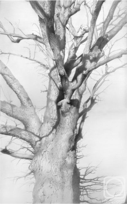 �������. ������ �����. ��� � �����