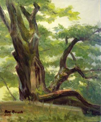 an old oak. Krasnova Nina
