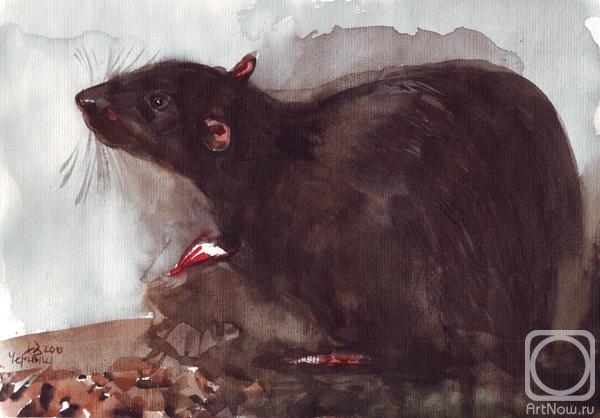 Voronova Oksana. Dumbo Rat