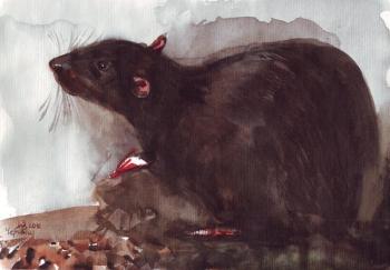 Dumbo Rat (Ornamental Rat). Voronova Oksana