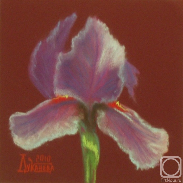 Lukaneva Larissa. Iris red-purple