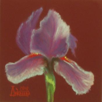 Iris red-purple. Lukaneva Larissa
