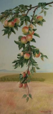 Apples ripe (). Schitz Viktor