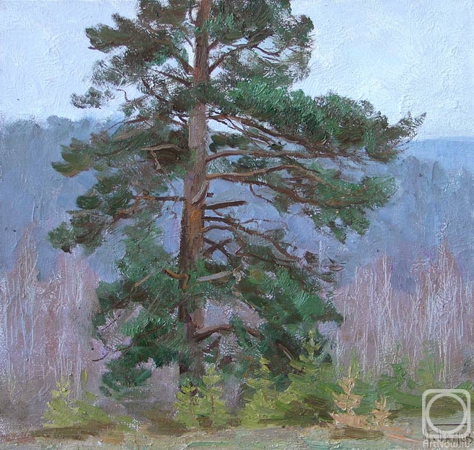 Panov Igor. A century pine
