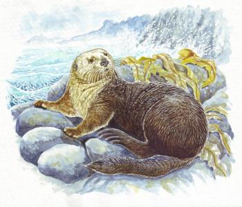 Sea otter. Fomin Nikolay