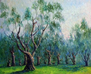 The old olive grove
