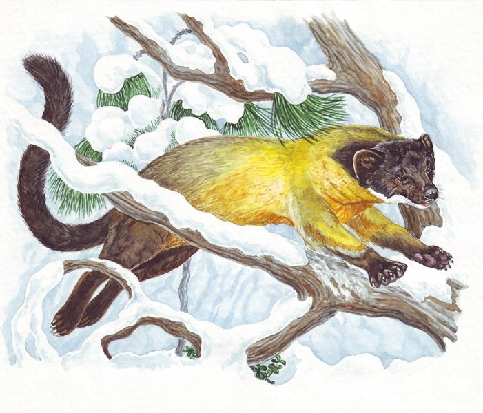 �������. ����� �������. ������������� ����������