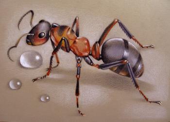 Ant. Belova Asya