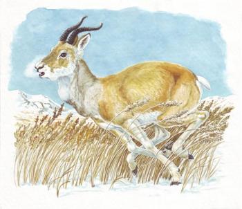 Zeren, goitered antilope. Fomin Nikolay