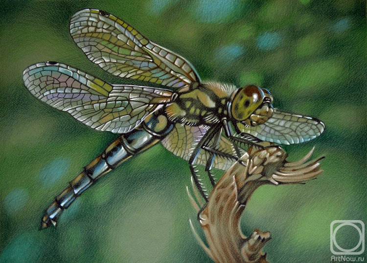 Belova Asya. Dragonfly