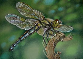 Dragonfly. Belova Asya