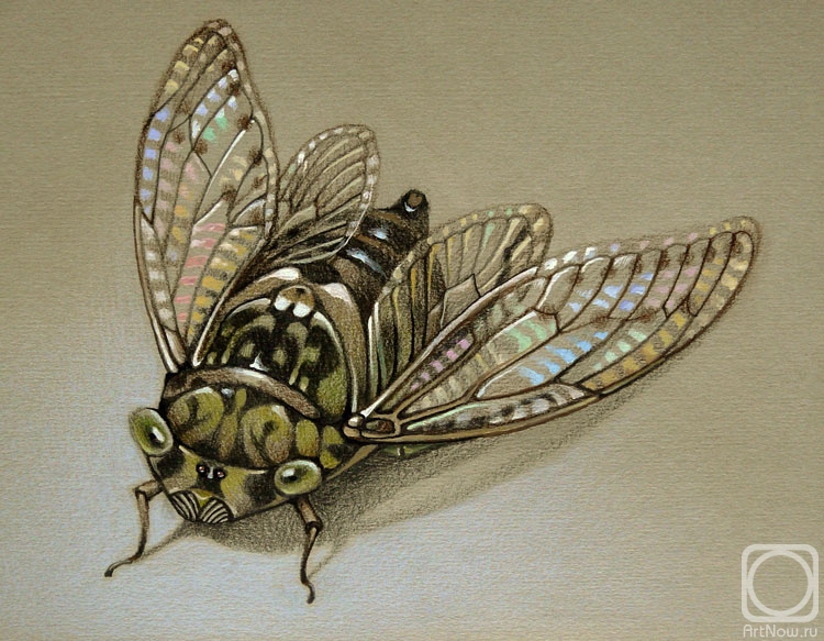 Belova Asya. Cicada