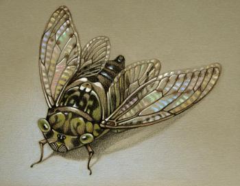 Cicada. Belova Asya