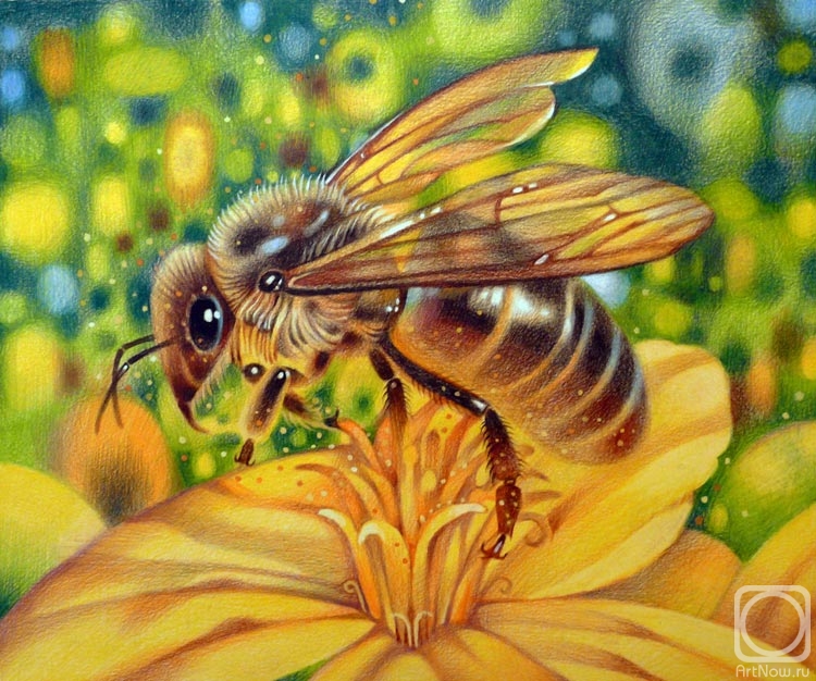 Belova Asya. Bee