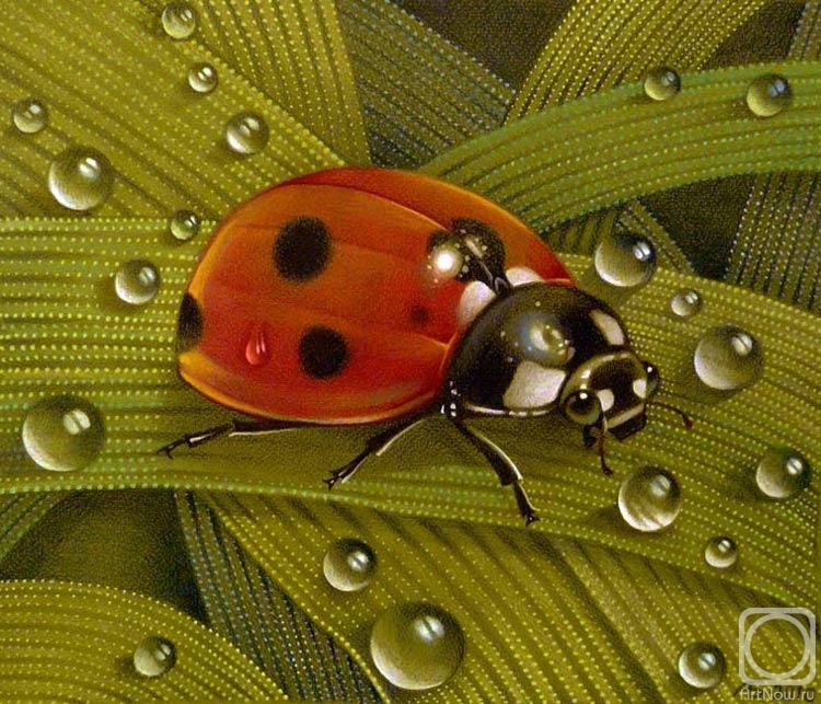 Belova Asya. Ladybird