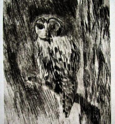 Owl. 2011