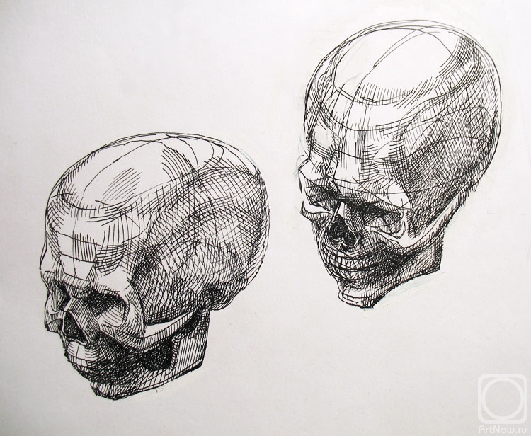 Yudaev-Racei Yuri. Cranium / Human Skull (two foreshortenings)